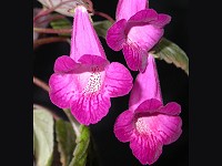 xSmithicodonia 'Heartland's Joy' (rhizome) xSmithicodonia 'Heartland's Joy' (rhizome)